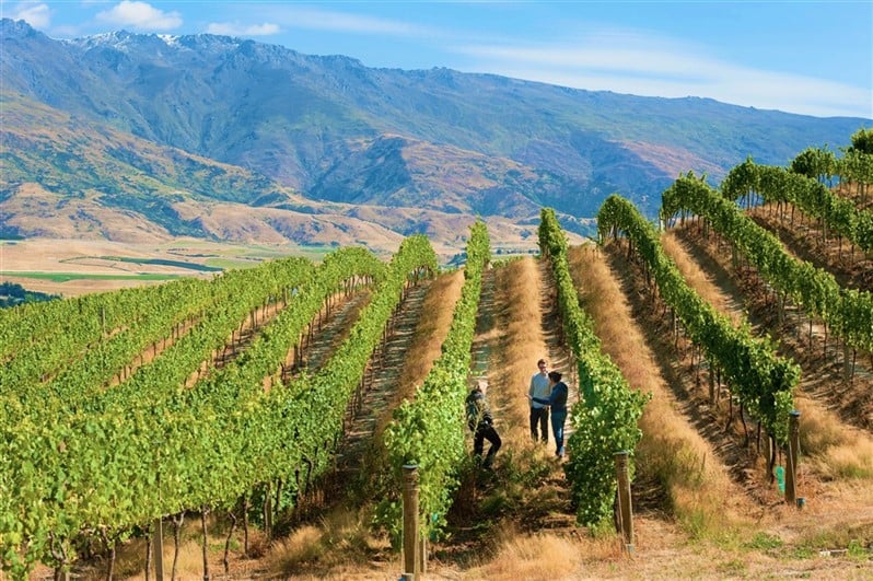Bannockburn views on a Central Otago wine tour