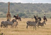 Kenya Grew Up While I Was Away Masai Mara riding safari