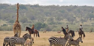 Kenya Grew Up While I Was Away Masai Mara riding safari