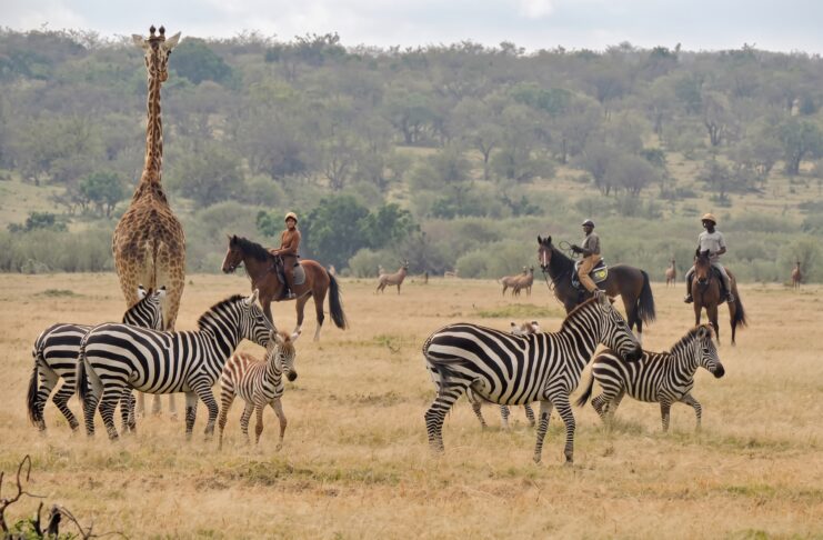 Kenya Grew Up While I Was Away Masai Mara riding safari