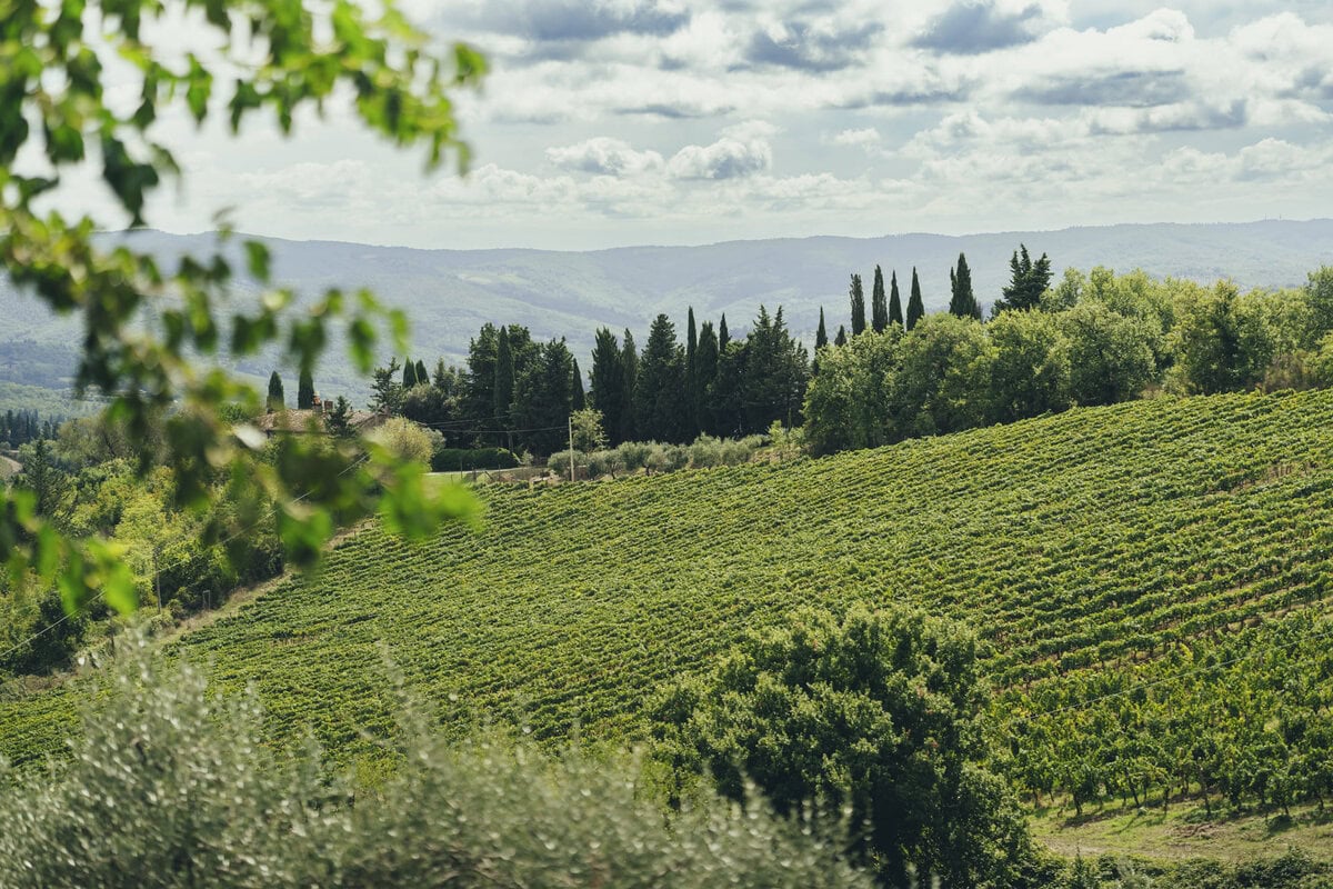 Views at a family winery in Chianti Classico, Tuscany