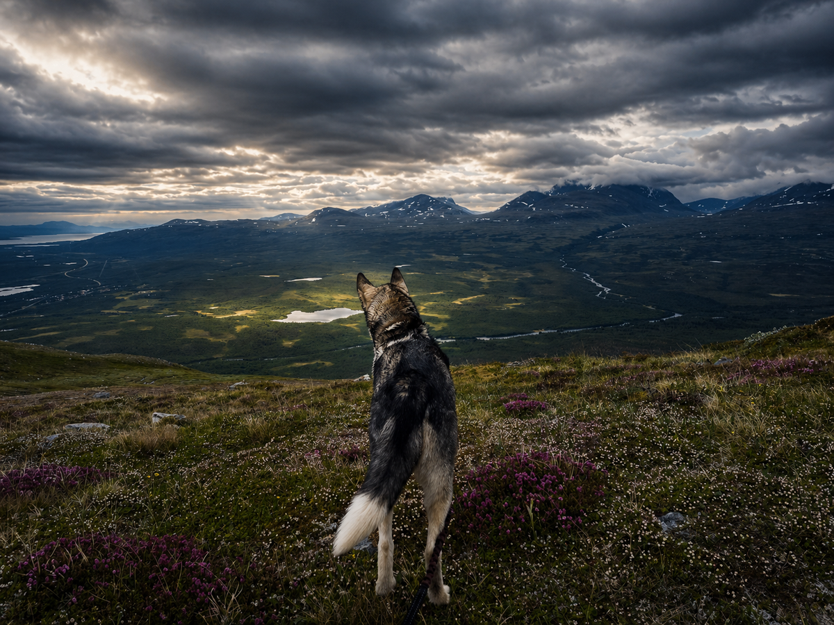 hiking with huskies in abisko - An Evening Walk With Huskies A husky enjoying the mountain landscape near Abisko in Swedish Lapland during summer.